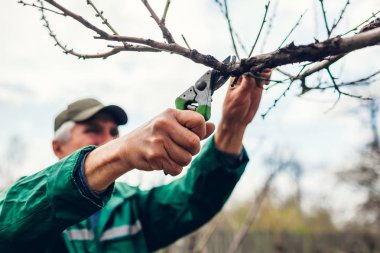 Man budama ağacı nı makaslarla. Erkek çiftçi budama makası veya secateurs ile bahar bahçesinde dalları keser