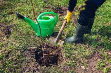 Bahçıvan kürek kullanarak bahar bahçesinde ağaç dikme. Çiftçi açık havada çalışıyor
