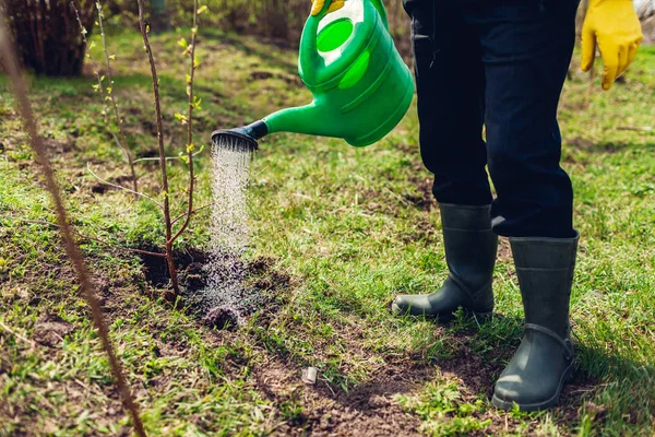 Boer gieter boom met een kan. Tuinman planten boom in lente tuin — Stockfoto