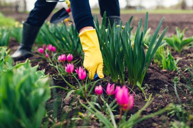 Çiftçi bahçede bahar çiçekleri arasında el çatalı ile toprak gevşetme.