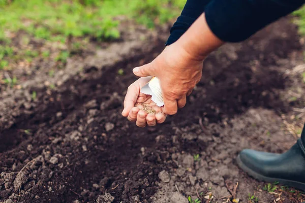 Рука фермера сажает семя в почву. Старшая женщина, сеющая петрушку в весеннем саду — стоковое фото