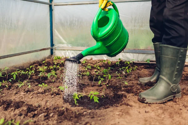 Фермер поливает томатные саженцы с помощью лейки в весенней теплице. Сельское хозяйство — стоковое фото