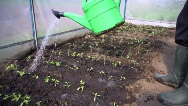 農家は 春の温室で水やり缶を使用してトマトの苗を散水します 農業と園芸の概念 — ストック動画