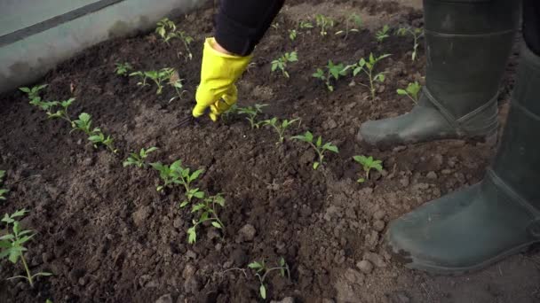 Agricultor Aflojando Suelo Entre Las Plántulas Tomate Invernadero Primavera Concepto — Vídeos de Stock