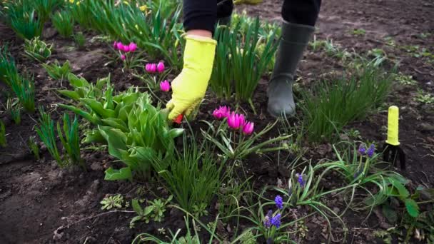 Landwirt Lockert Boden Mit Handgabel Zwischen Frühlingsblumen Garten Konzept Landwirtschaft — Stockvideo
