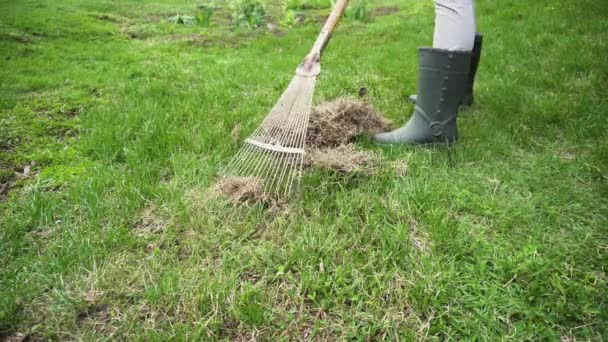 Αγρότης Καθαρισμό Γκαζόν Από Ξηρό Γρασίδι Μια Τσουγκράνα Στον Κήπο — Αρχείο Βίντεο