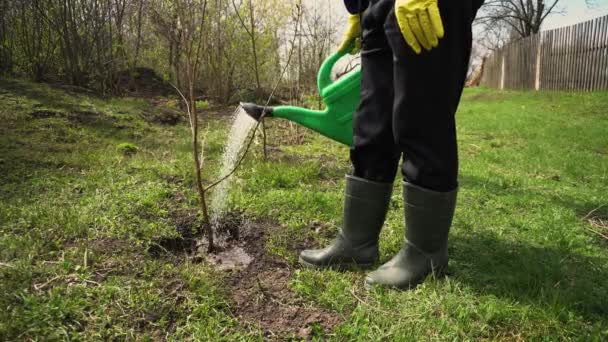 Árbol Riego Del Granjero Con Una Lata Jardinero Plantando Árbol — Vídeos de Stock