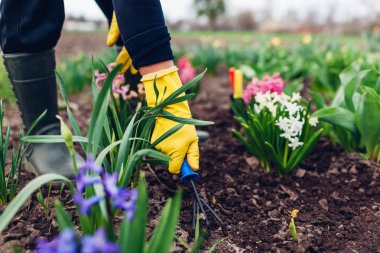 Çiftçi bahçede bahar çiçekleri arasında el çatalı ile toprak gevşetme.