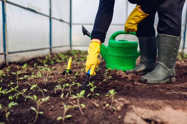 Farmer ramollissant le sol parmi les semis de tomate en serre de printemps. Agriculture — Photo