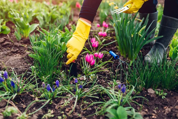 Farmer loosening soil with hand fork among spring flowers in garden.