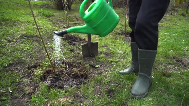 農家は缶で木に水をやります 春の庭に庭師の植樹 アースデイ — ストック動画