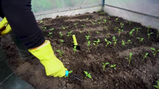 Landbruger Løsne Jord Blandt Tomatplanter Foråret Drivhus Landbrug Havebrug Koncept – Stock-video