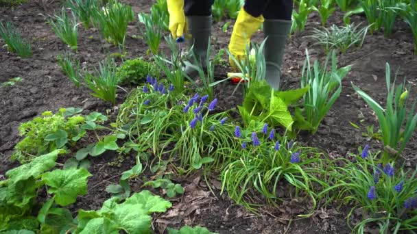 Agricultor Aflojando Suelo Con Tenedor Mano Entre Las Flores Primavera — Vídeos de Stock