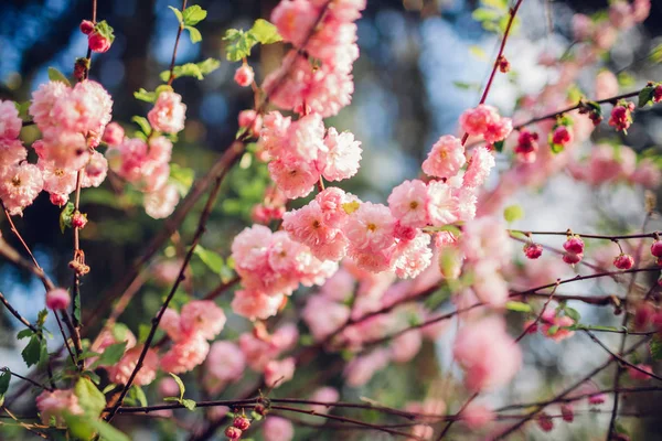Bliska kwitnącej luiseania w wiosennym ogrodzie. Kwitnących różowe kwiaty migdałów trzy ostrza. — Zdjęcie stockowe