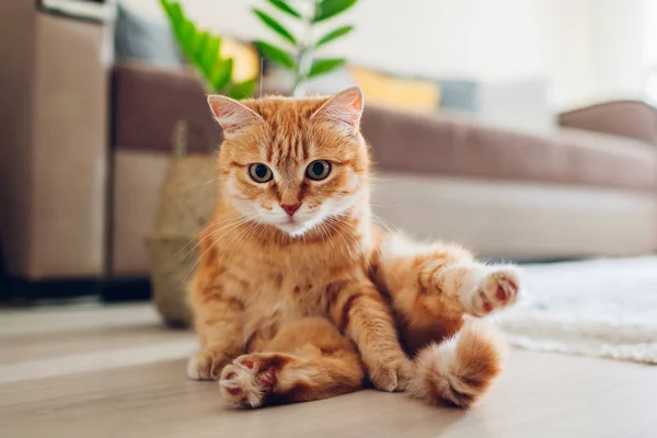 Ginger gato sentado no chão na sala de estar e olhando para a câmera. engraçado animal de estimação pose — Fotografia de Stock