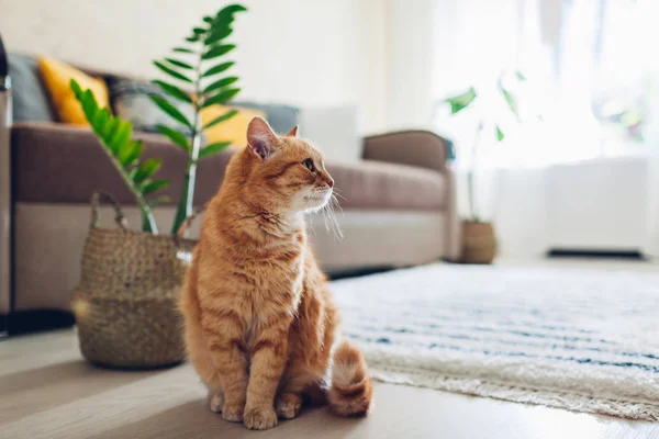 Ginger gato sentado no chão na acolhedora sala de estar. Decoração de interiores — Fotografia de Stock