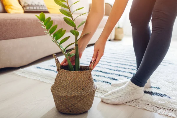 Young woman puts ZZ plant in straw basket. Interior decor of living room — Stock Photo, Image