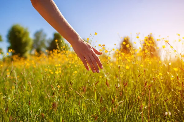 Jovem mulher caminhando no campo de primavera ao pôr do sol entre grama fresca e tocando flores amarelas . — Fotografia de Stock