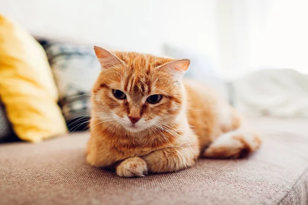 Ginger gato deitado no sofá na sala de estar — Fotografia de Stock