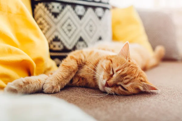 Ginger cat sleepng on couch in living room surrounded with cushions — Stock Photo, Image
