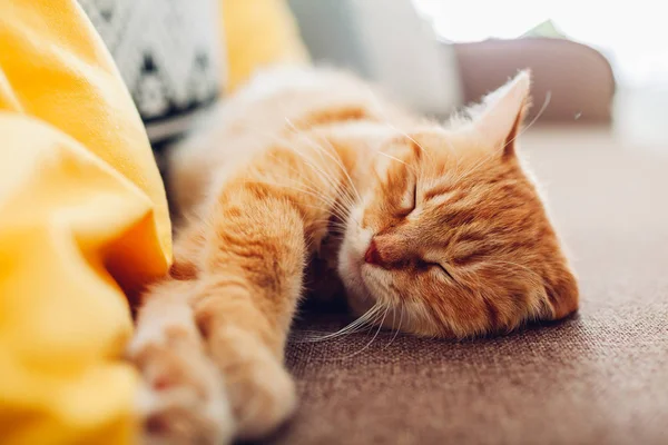 Ginger cat sleepng on couch in living room surrounded with cushions — Stock Photo, Image