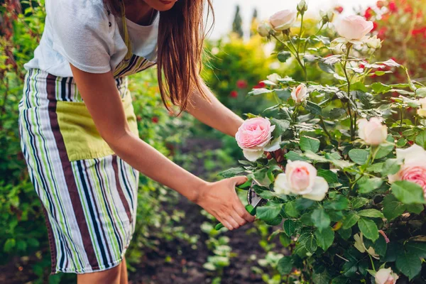 Young woman gathering flowers in garden. Gardener cutting roses off with pruner. Gardening concept