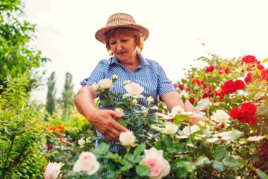 Bahçede çiçek toplayan kıdemli kadın. Orta yaşlı kadın pembe Gül çalı kucaklıyor. Bahçe konsepti