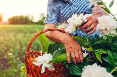 Bahçede çiçek toplayan kıdemli kadın. Yaşlı emekli kadın budayıcı ile şakayık kesme