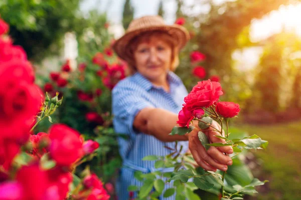 Старша жінка збирає квіти в саду. Жінка середнього віку, що показує гілку рожевої троянди. Концепція садівництва — стокове фото