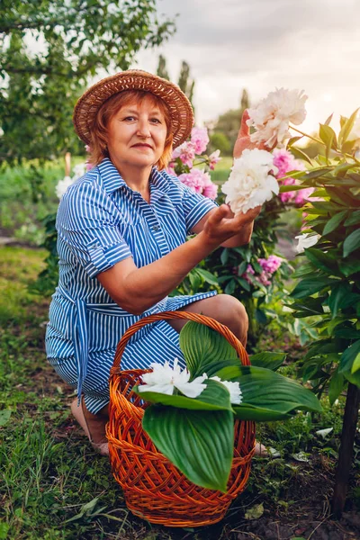 Старша жінка збирає і пахне квітами в саду. Літня жінка на пенсії захоплюється півоніями — стокове фото