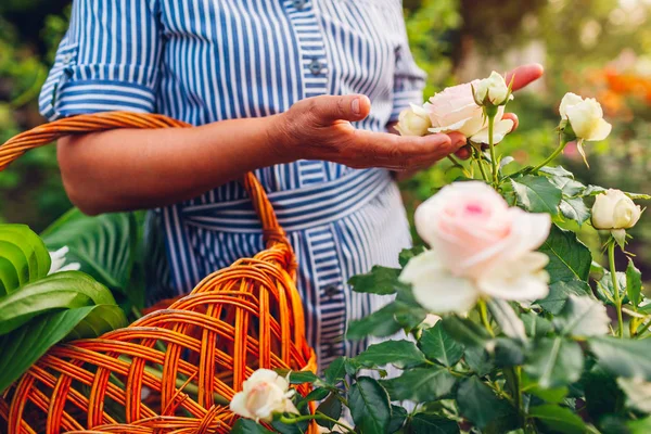 Senior woman gathering flowers in garden. Middle-aged woman holding pink rose in hands. Gardening concept