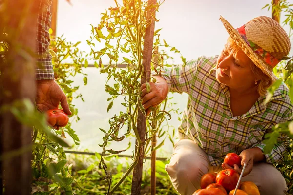 Старша жінка і чоловік збирають урожай помідорів в теплиці на фермі. Фермерство, концепція садівництва — стокове фото