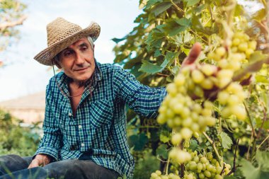 Çiftçi ekolojik çiftlikte üzüm ekin topluyor. Yaşlı adam pruner ile beyaz üzüm kesme