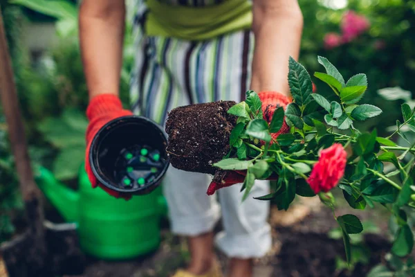 Wanita tukang kebun mencangkok bunga mawar dari pot ke tanah basah. Musim panas pekerjaan taman . — Stok Foto