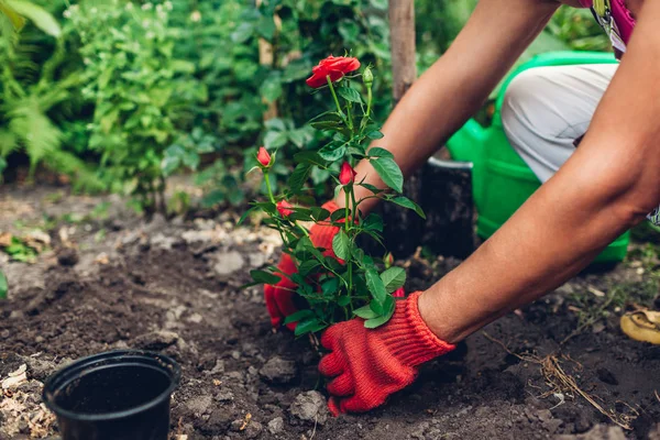 Женщина-садовница пересаживает цветы из горшка во влажную почву. Летний сад . — стоковое фото
