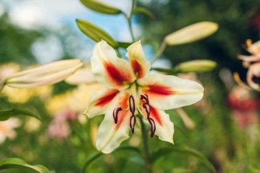 Beyaz ve kırmızı oryantal melez zambaklar. Yaz bahçesinde yetişen taze çiçek buketi. Bahçe konsepti