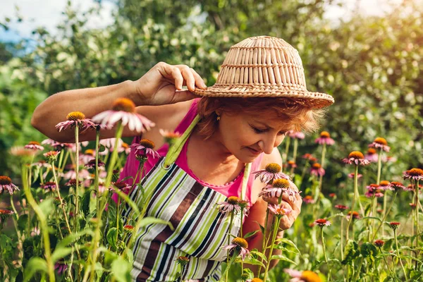 Senior woman gathering flowers in garden. Middle-aged woman smelling Echinacea or coneflower. Gardening concept