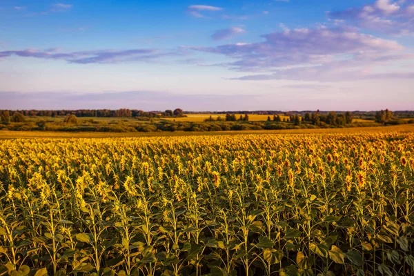 Champ d'été de tournesols en fleurs au coucher du soleil avec ciel bleu au-dessus. Contexte naturel. Agriculture — Photo