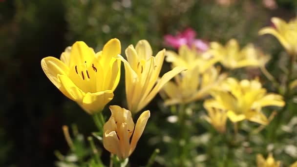 Sarı Asya Melez Zambakları Yaz Bahçesinde Yetişen Taze Çiçek Buketi — Stok video