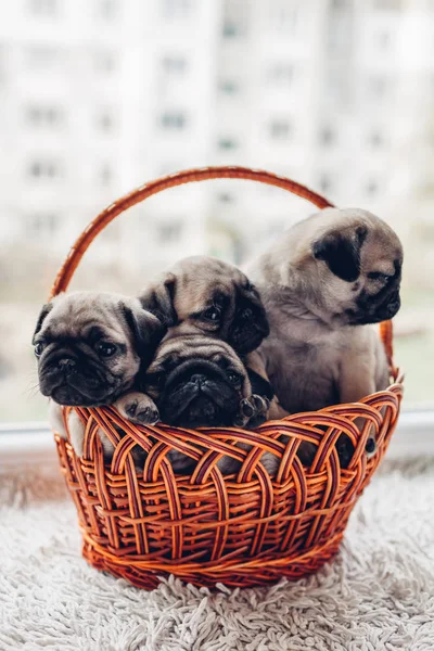 Mops Hundewelpen sitzen im Korb. Kleine Welpen haben Spaß. Zuchthunde — Stockfoto