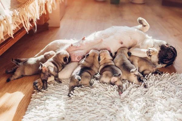 Pug dog feeding six puppies at home. Dog lying on carpet with kids