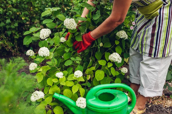 Tukang kebun wanita mengurus bunga hydrangea. Musim panas pekerjaan taman . — Stok Foto