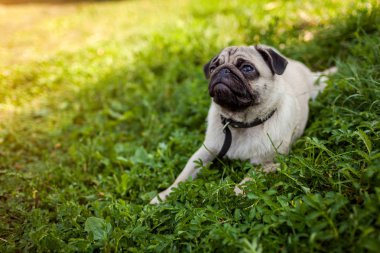 Yeşil çimenlerin üzerinde yatan pug köpeği. Mutlu köpek yavrusu dinleniyor. Doğanın tadını çıkaran köpek