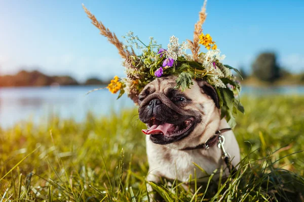 Pug dog wearing flower wreath by river. Happy puppy chilling outdoors on summer field