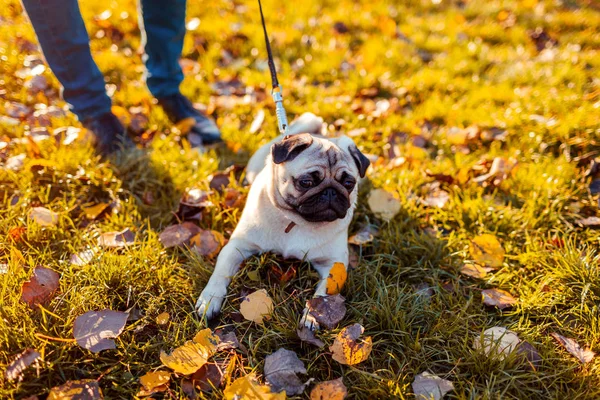 Maestro cane carlino ambulante nel parco autunnale. Buon cucciolo seduto sull'erba dalle gambe dell'uomo. Cane a riposo — Foto Stock