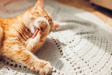 Zencefilkedi evde kilim üzerinde yatan pençe yıkama. Pet kendini yalama