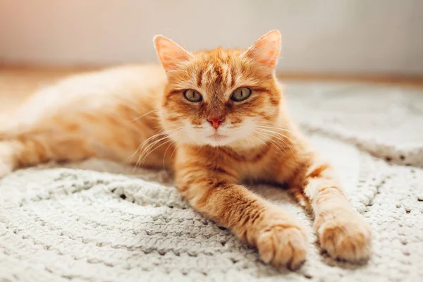 Ginger gato deitado no tapete de chão em casa. Pet relaxante e sentir-se confortável — Fotografia de Stock
