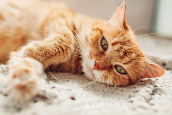 Ginger gato deitado no tapete de chão em casa. Pet relaxante e sentir-se confortável — Fotografia de Stock