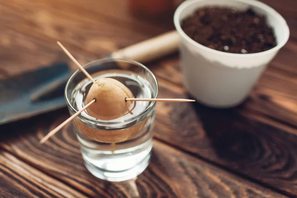 Avokado utsäde sätta i glas med vatten med hjälp av tandpetare. Transplantation i en kruka. Trädgårdsskötsel — Stockfoto