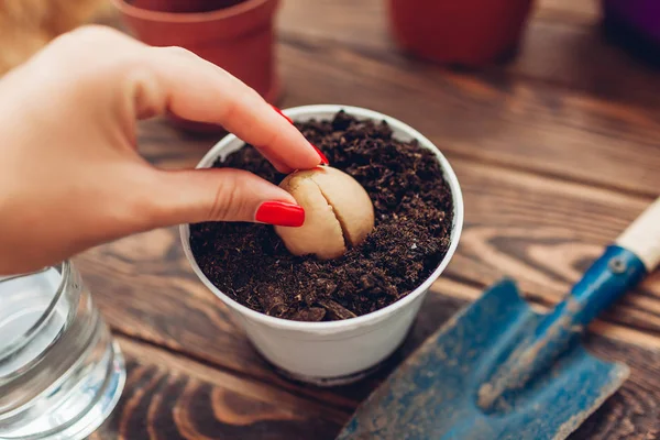 Kvinna trädgårdsmästare transplantation avokado utsäde med rot växer i en kruka med jord. Trädgårdsskötsel — Stockfoto